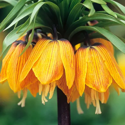 Фрітіларія Imperialis Striped Beauty фото