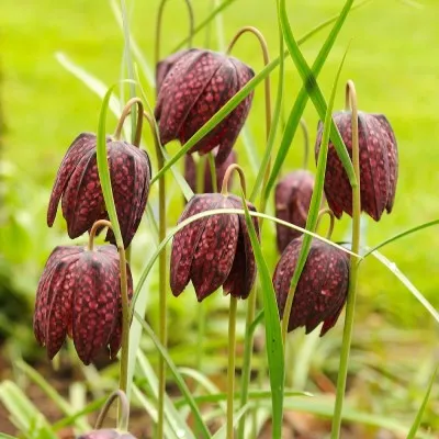 Фрітіларія Meleagris фото