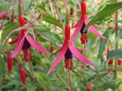 Фуксія Gracilis фото