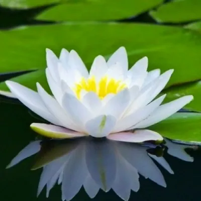 Водяна лілія Albida фото