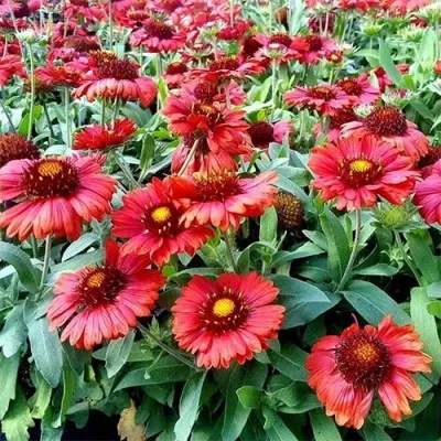 Гайярдія Mesa Red фото
