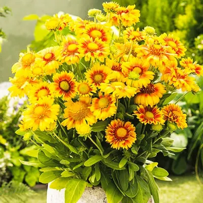 Гайярдія Arizona Apricot фото
