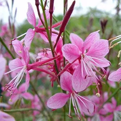 Гаура Siskyou Pink фото