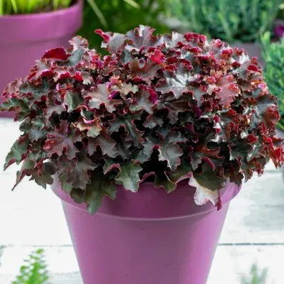 Гейхера Crimson Curls (Крімсон Карлс) фото