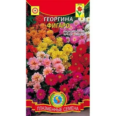 Жоржина Фігаро суміш фото