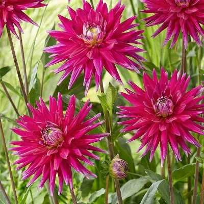 Жоржина Karma Purple Corona фото