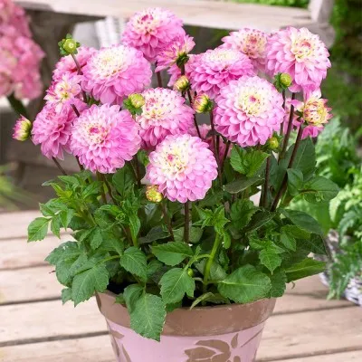 Жоржина Princesse Laetitia фото