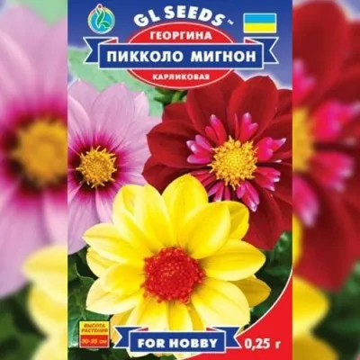Жоржина Пікколо Мігнон фото