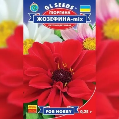 Жоржина Жозефіна фото