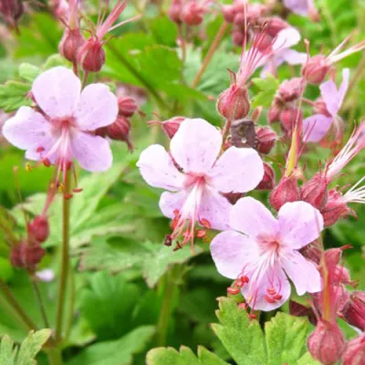 Герань Ingwersen's Variety фото