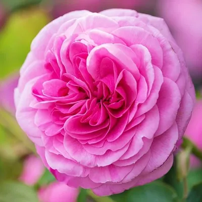 Троянда Gertrude Jekyll фото