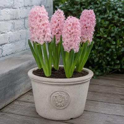Гіацинт China Pink фото