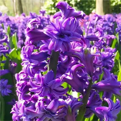 Гіацинт махровий Lili Purple фото