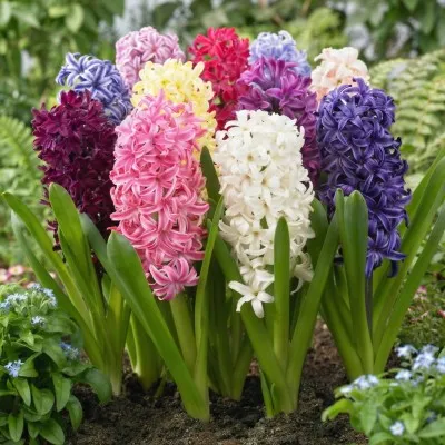 Комбо Гіацинти Oriental Blend (Брендові цибулини KAPITEYN®) фото