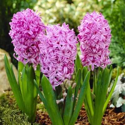 Гіацинт Orientalis Pink фото