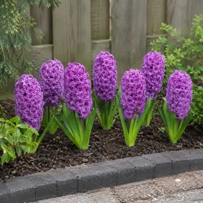 Гіацинт Purple Sensation фото