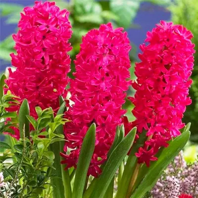 Гіацинт Scarlet Pearl фото