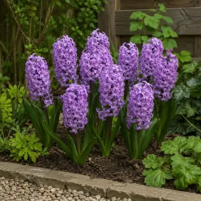 Гіацинт Splendid Cornelia фото