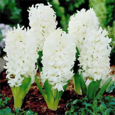 Гіацинт White Lady фото