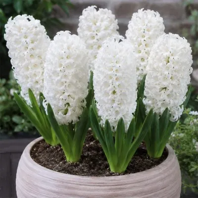 Гіацинт White Pearl фото