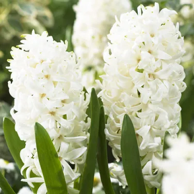 Гіацинт White Pearl (акційний) фото