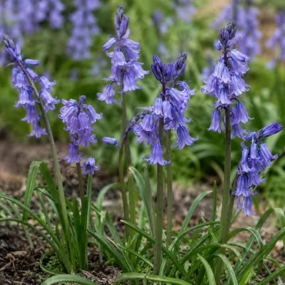 Гіацинтоїдес Hispanica Blue фото