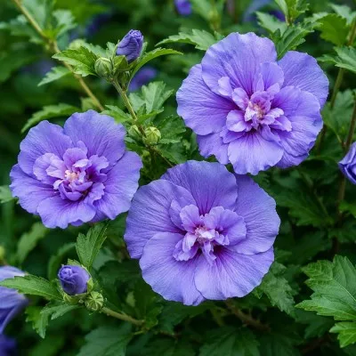 Гібіскус сирійський Blue Chiffon фото