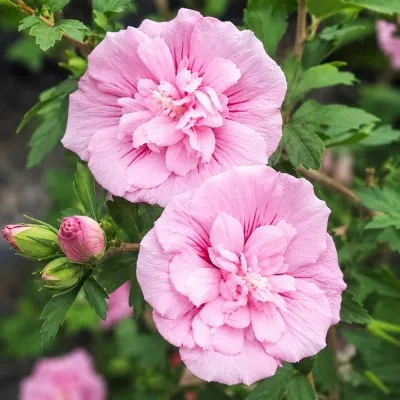 Гібіскус сирійський Pink Chiffon фото