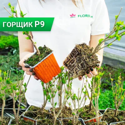 Гібіскус сирійський Woojoen фото