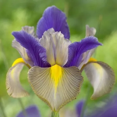 Ірис Gipsy Beauty фото