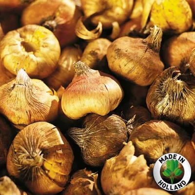 Гладіолус Kemerova фото