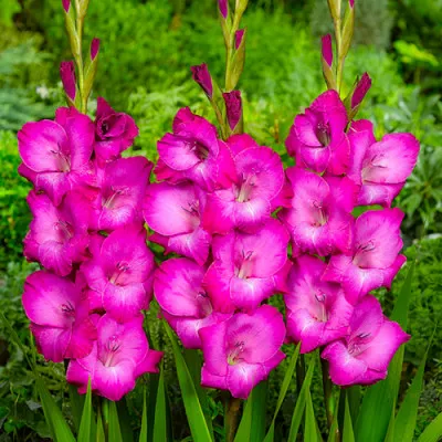 Гладіолус Fairytale Pink (Гігантська квітка) фото