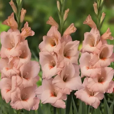 Гладіолус Apricot Beauty фото