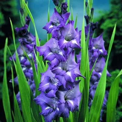 Гладіолус Blue isle фото