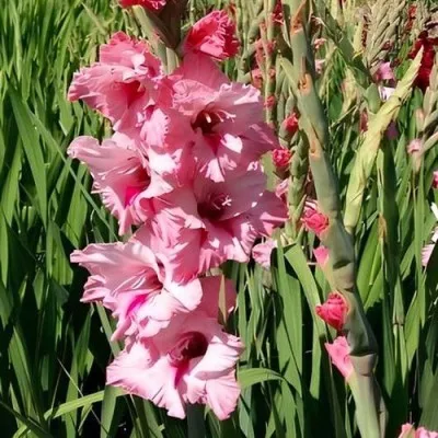 Гладіолус Cilesta 12/14 фото