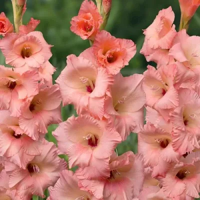 Гладіолус Georgia Peach фото
