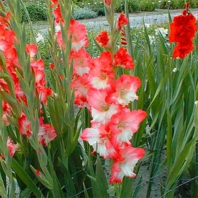 Гладіолус Pink Lady фото