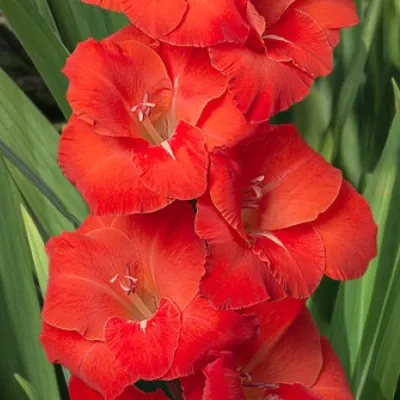Гладіолус Puccini фото