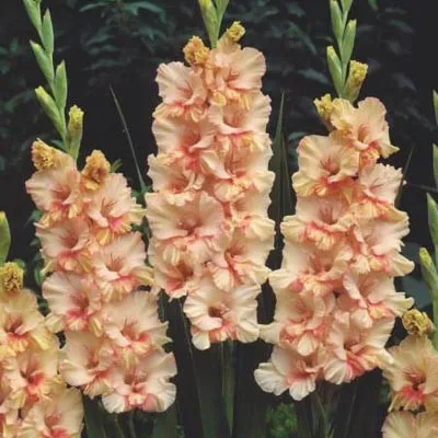 Гладіолус Sunny Ruffle фото