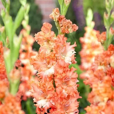 Гладіолус Frizzled Coral Lace фото
