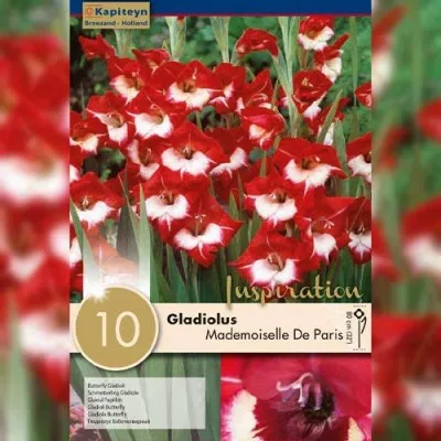 Гладіолус Mademoiselle De Paris (Брендові цибулини KAPITEYN®) фото