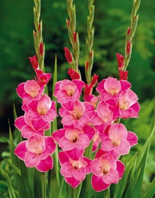 Гладіолус Sylvanna фото