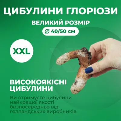 Глоріоза Carsonii фото