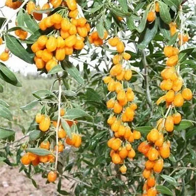 Ягоди Годжі Golden Berry (самозапильні) фото