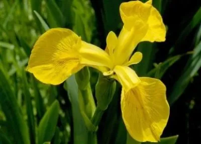Ірис Golden Beauty фото