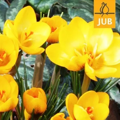 Крокус Goldilocks (Брендові цибулини Jub Holland) фото