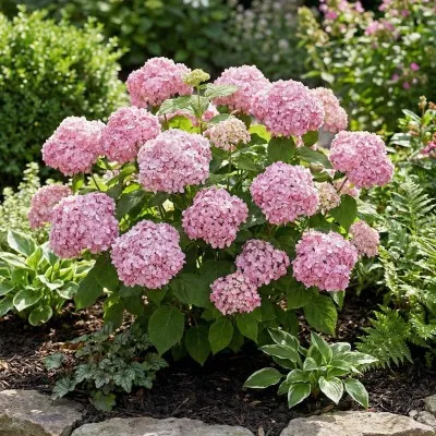 Гортензія деревоподібна Candybelle Bubblegum фото
