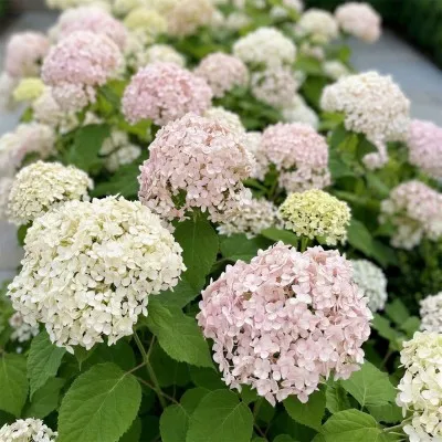 Гортензія деревоподібна Candybelle Marshmallow (Гігантські суцвіття) фото