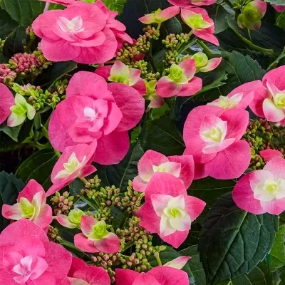 Гортензія Flame Hot Pink фото