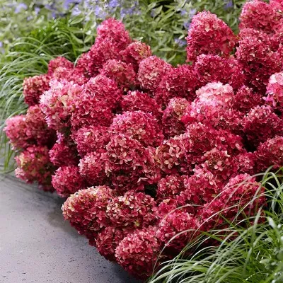 Гортензія Petite Cherry фото